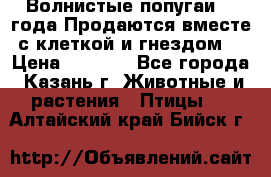 Волнистые попугаи, 2 года.Продаются вместе с клеткой и гнездом. › Цена ­ 2 800 - Все города, Казань г. Животные и растения » Птицы   . Алтайский край,Бийск г.